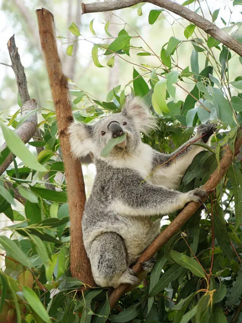 Koala（Marsupial arboricole endémique à l'Australie (mammifère de la ...