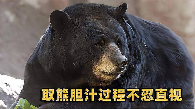 熊胆_百度百科