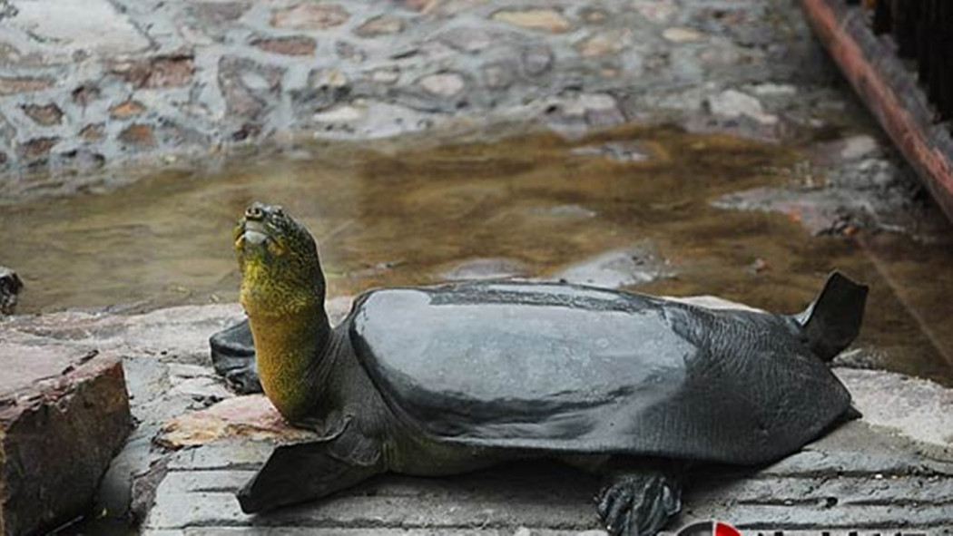 Yangtze Giant Softshell Turtle_Baiduwiki