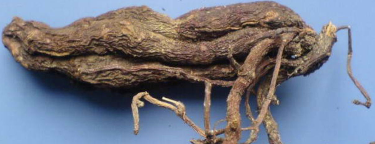 Japanese knotweed（A plant of the genus Reynoutria in the family ...
