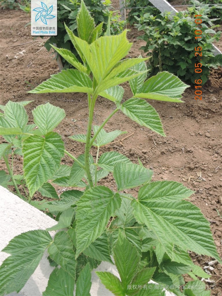 Raspberry（a plant of the genus Rubus in the family Rosaceae）_Baiduwiki