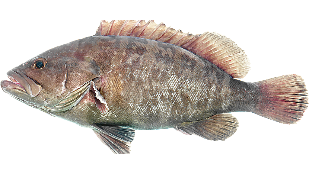 Groupers_Baiduwiki