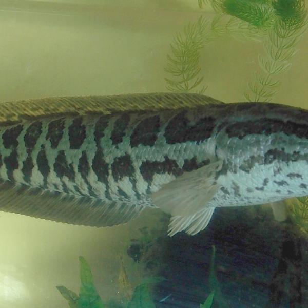 Snakehead（A species of animal in the family Channidae and the