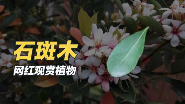 シャリンバイ_百度百科