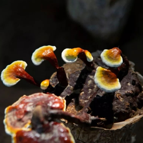 冠県霊芝_百度百科