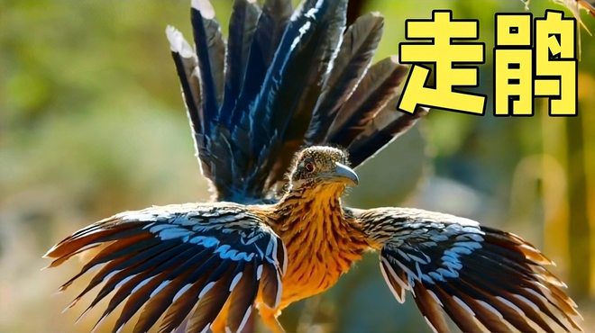 飛ぶ鳥 ロードランナー 鳥 速度 地上を爆走するロードランナー オオミチバシリとは
