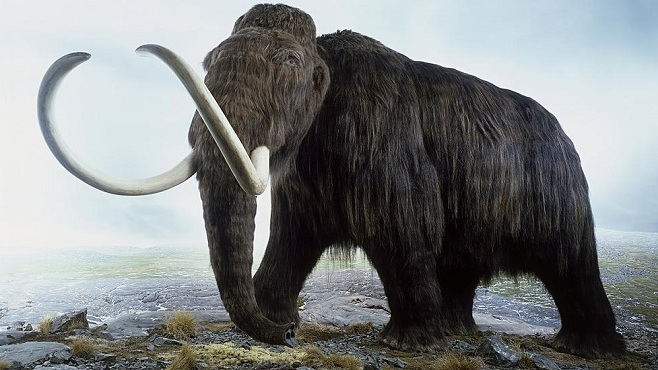 Mammoth_Baiduwiki