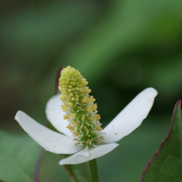 ドクダミ（薬草）_百度百科