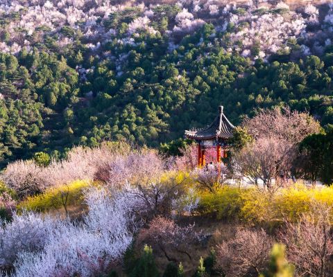 Beijing Xishan Experimental Forest Farm_Baiduwiki