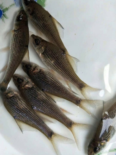 Northern snakehead_Baiduwiki
