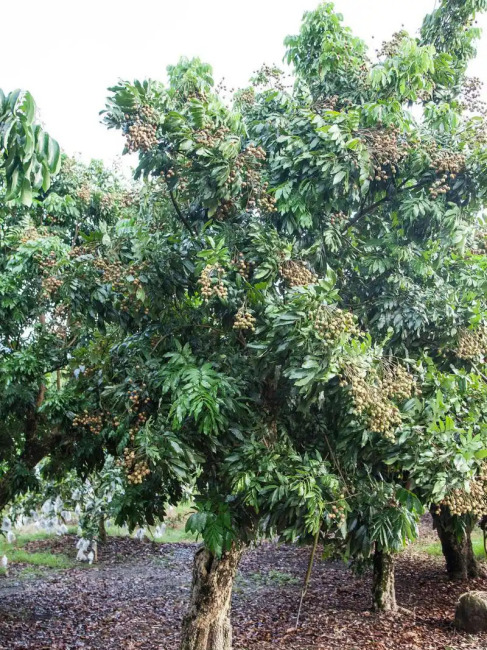 Cassia Tree_Baiduwiki