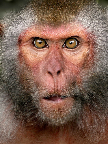 Macaco Rhesus_Baidu Enciclopedia