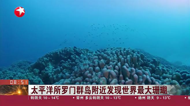 サンゴ_百度百科