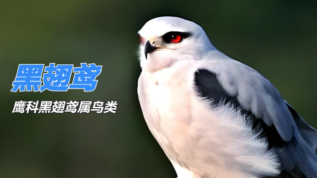 ハイイロトビ_百度百科