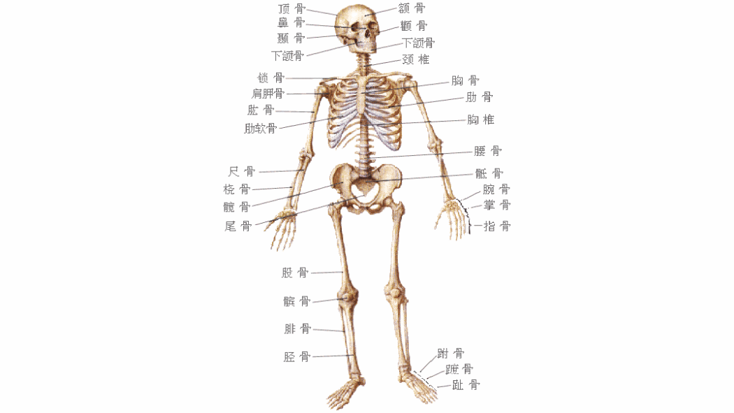 bone（The hard tissue in the limbs of animals）_Baiduwiki