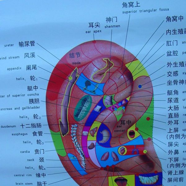 耳介点_百度百科
