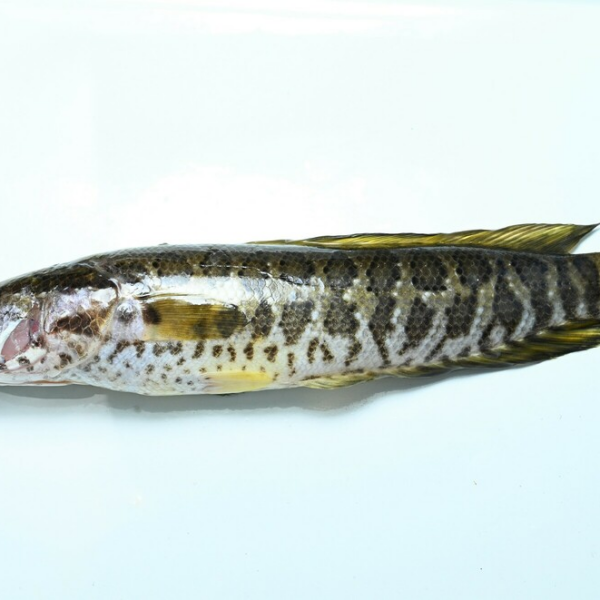 Snakehead（A species of animal in the family Channidae and the