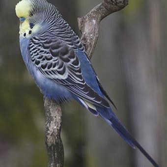 せきせいいんこ 鳥図鑑】セキセイインコ | 赤ヘルインコ