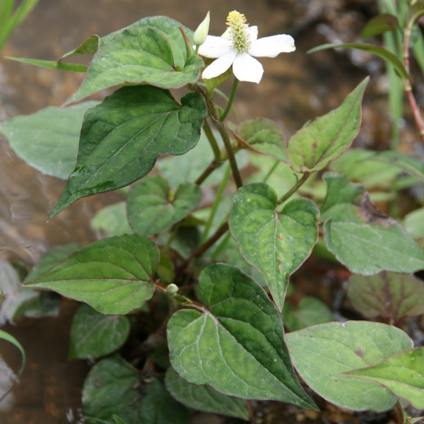 ドクダミ（ドクダミ科ドクダミ属の植物）_百度百科