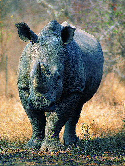 Chinese rhinoceros_Baiduwiki