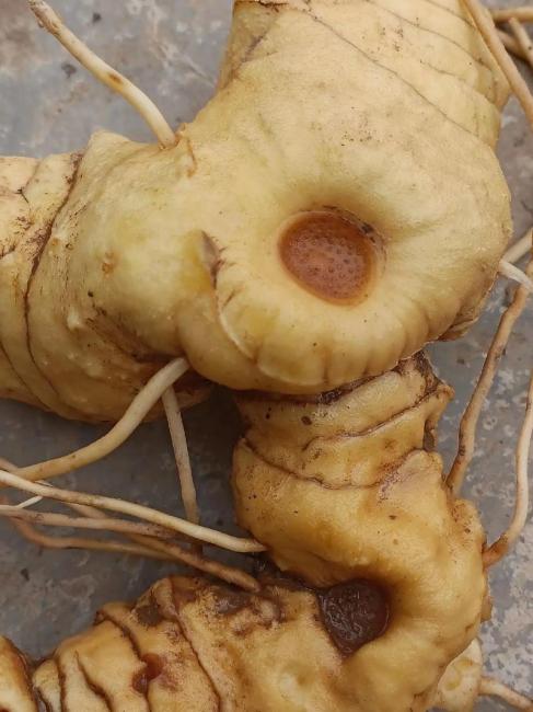 Polygonati Rhizoma（Traditional Chinese medicine）_Baiduwiki