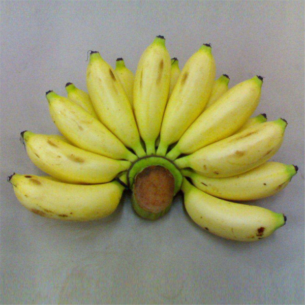 Banana（a plant in the Musaceae family of the Zingiberales order