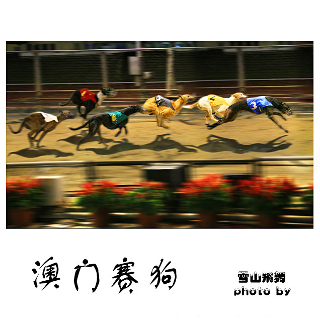 Macau Greyhound Racing_Baiduwiki