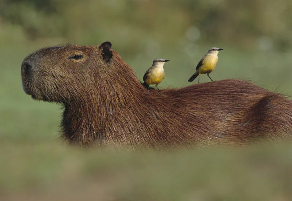 Capybara（A rodent species in the family Caviidae, genus Hydrochoerus ...
