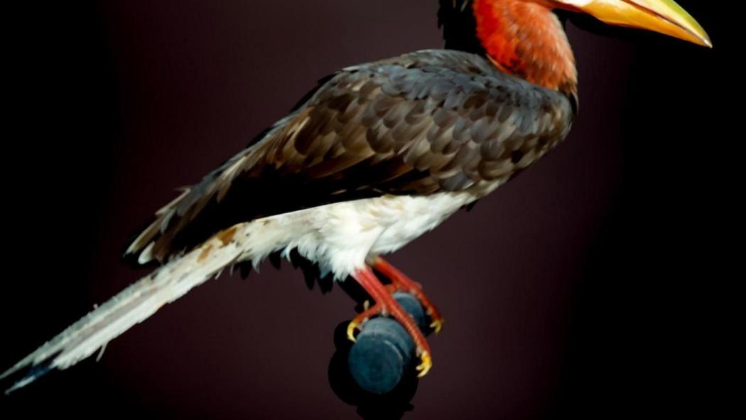Helmeted Hornbill（ブッポウソウ目サイチョウ科の動物）_百度百科