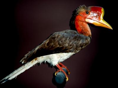 モモジロサイチョウ ♂（White-thighed Hornbill）頭骨 モモジロサイチョウ - eBird