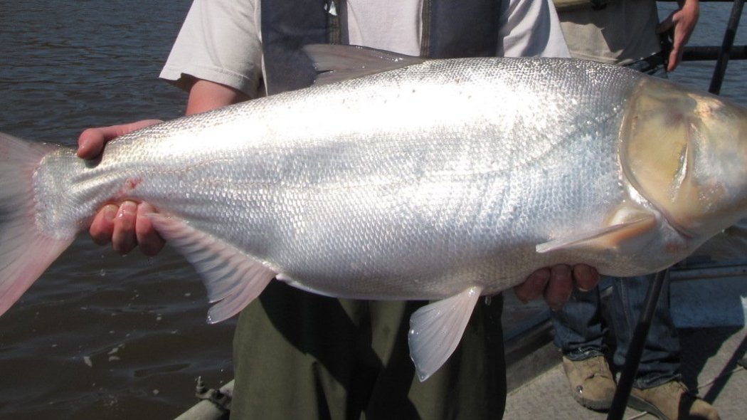 Silver carp_Baiduwiki