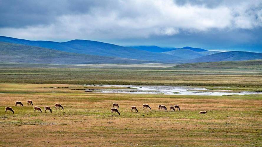 Hoh Xil Tibetan antelope population_Baiduwiki