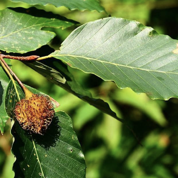Fagus longipetiolataA plant in the genus Fagus of the family  Fagaceae._Baiduwiki