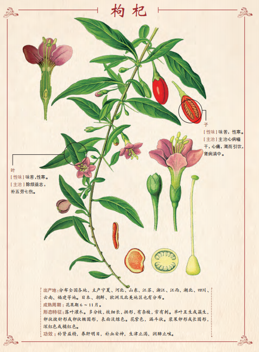 Goji berryA plant of the *Lycium* genus in the *Solanaceae*  family._Baiduwiki
