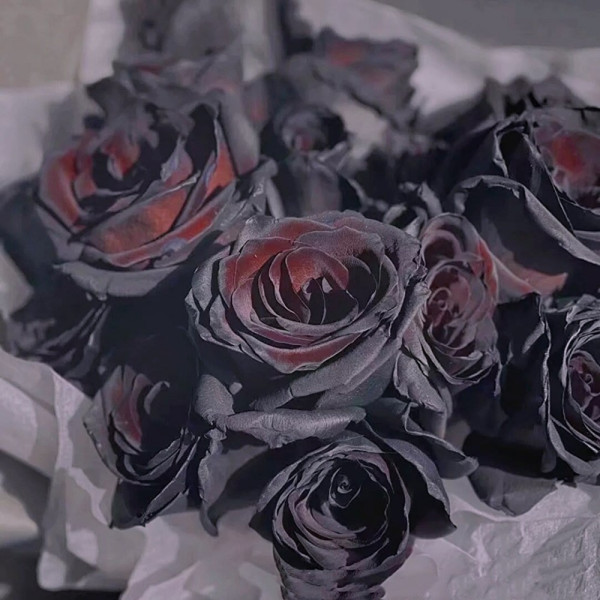 黒薔薇 品種 一覧 黒バラ 苗の商品一覧 通販 - Yahoo ショッピング