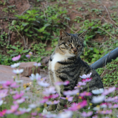中華田園猫 JXK 1 6 中華田園貓3 0 1 6 Felis Catus 3
