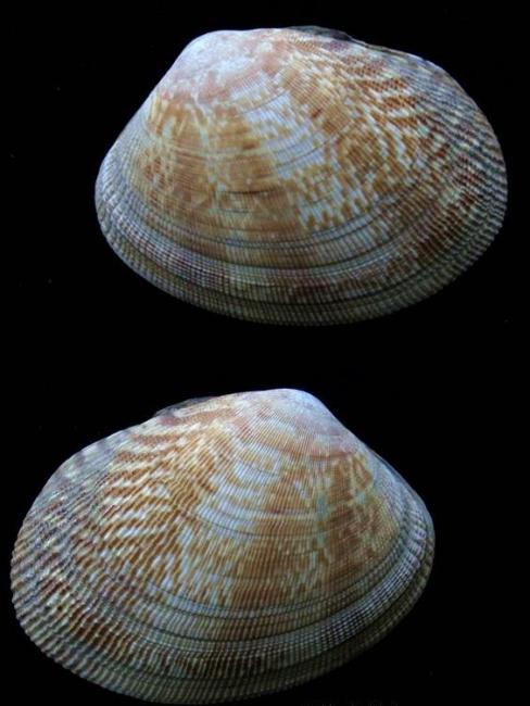 Manila clam_Baiduwiki