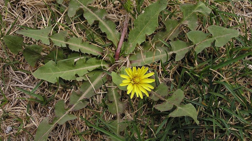 タンポポ（キク科タンポポ属の植物）_百度百科