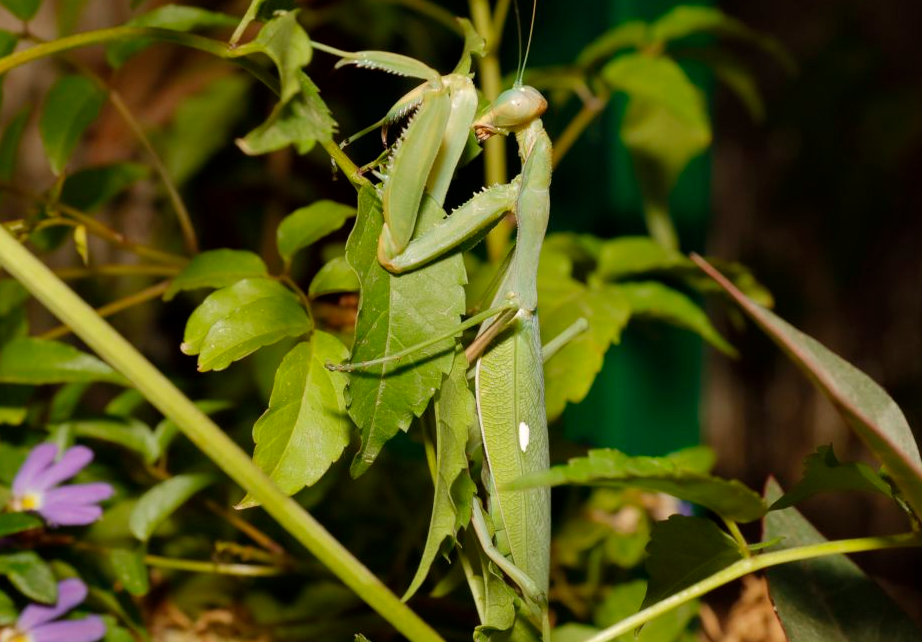 Giant African Mantis_Baiduwiki