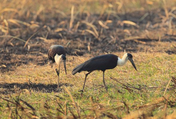 Storks_Baiduwiki