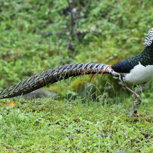 コウライキジ（キンケイ属の鳥類の総称）_百度百科
