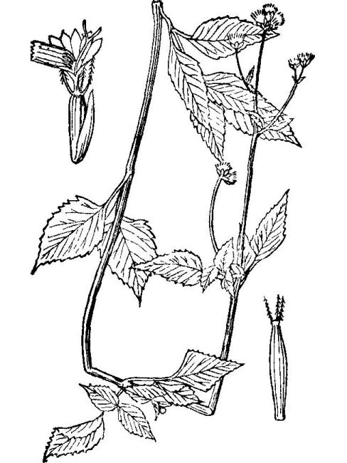 cadillo（Planta del género Bidens de la familia Asteraceae.）_Baidu ...