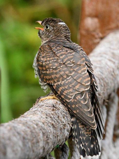 Cuckoo（A common image in ancient Chinese poetry.）_Baiduwiki