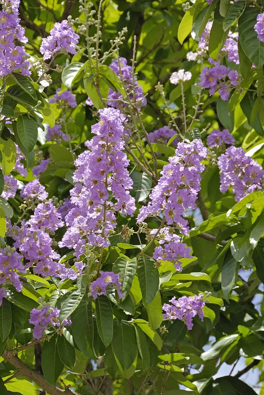 Queen's Crape Myrtle_Baiduwiki