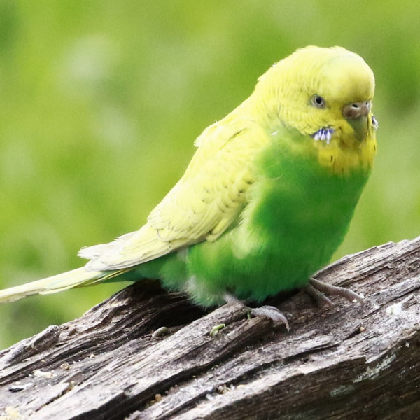セキセイインコ_百度百科