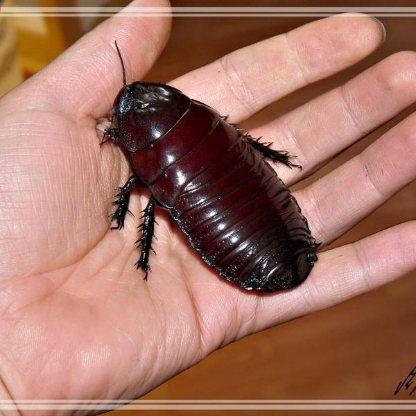 ペルー巨人ゴキブリ_百度百科