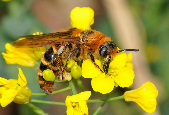 Queen bee（An organism of the order Hymenoptera and the family Apidae ...