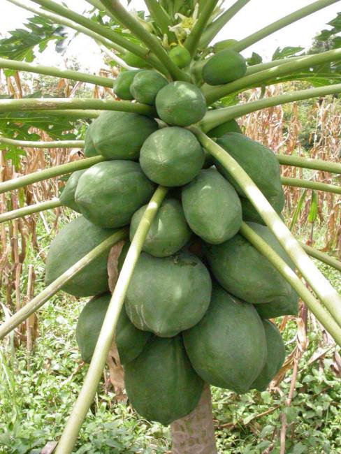 Papaya（A plant of the genus Carica in the family Caricaceae.）_Baiduwiki