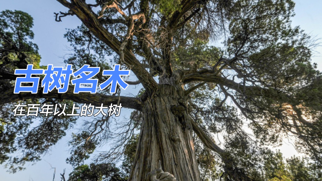 古樹名木_百度百科
