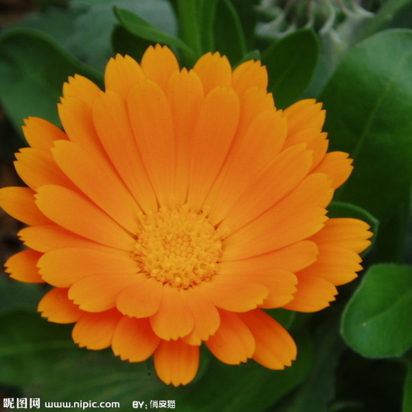 キンセンカ様 キンセンカの珍しい種類、主な種とおすすめの園芸品種の